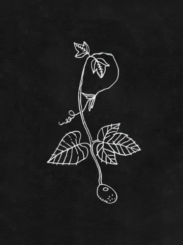 Последняя виноградинка позднего лета (контурная)