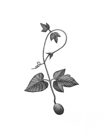 Последняя виноградинка позднего лета (детальная)