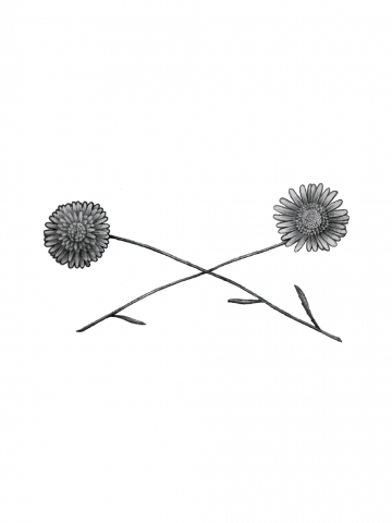 Астры, перекрещенные для защиты (детальная)