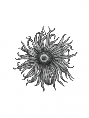 Астра взъерошенная и немного наблюдающая (детальная)