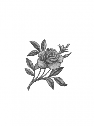 Самая красная роза в саду (детальная)